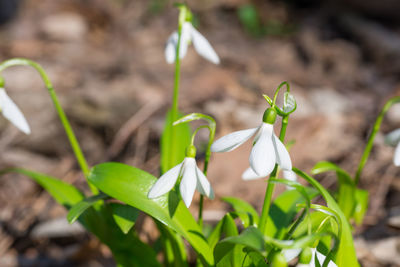 Close-up of white flowering plant