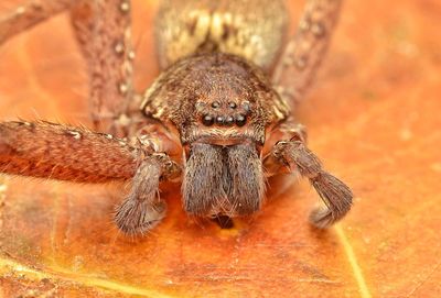 Close-up of spider