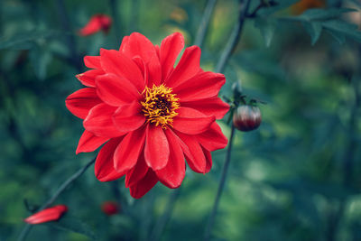  dreamy magic red crimson scarlet dahlia flower on faded blurry blue green background