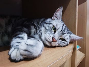 Close-up of cat resting on wooden table