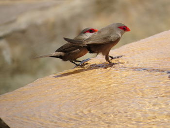 Close-up of bird perching on shore