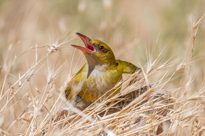 Close-up of bird in nest