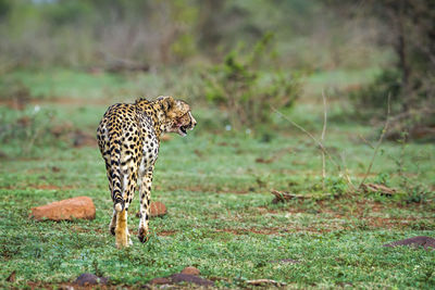 Cheetah walking on land