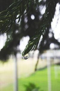 Close-up of green leaf hanging on tree