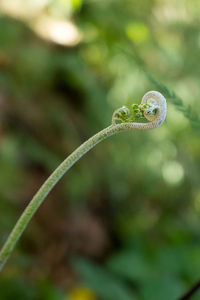 Close-up of green lizard on plant