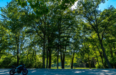 Road amidst trees against sky