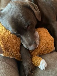 High angle view of dog sleeping