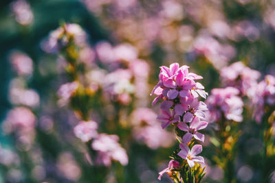 Close-up of pink flowering plant