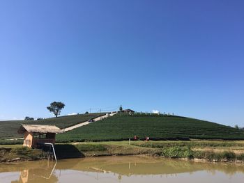 Scenic view of agricultural field against clear blue sky