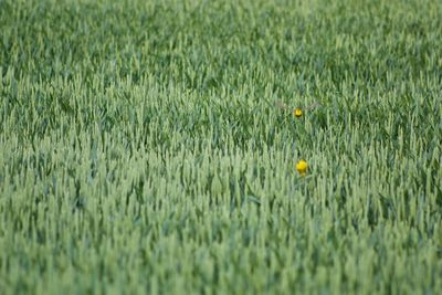 Close-up of yellow flowering plants on field