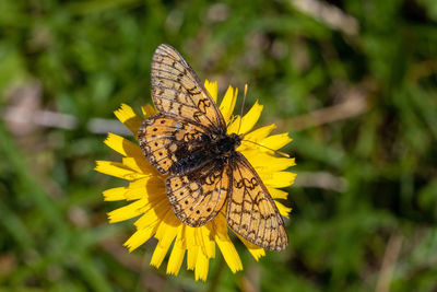 The marsh fritillary, euphydryas aurinia on the flowers on the grassland