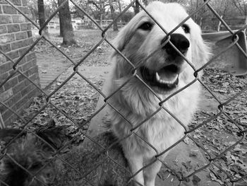 Close-up of dog by fence