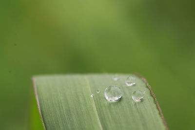 Close-up of raindrops on leaves