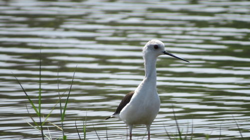 Black-winged stilt in lake