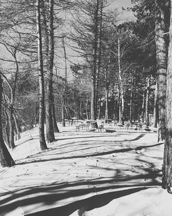 Trees on snow covered landscape