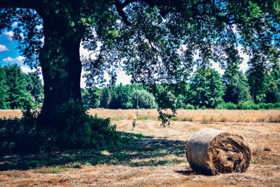 View of sheep on tree trunk in field