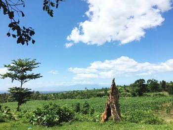 Trees on field against sky