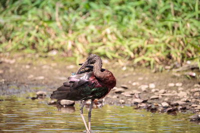 Close-up of a bird drinking water