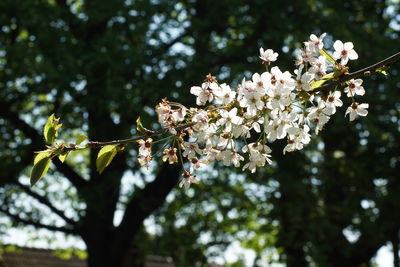 Close-up of cherry blossoms in spring
