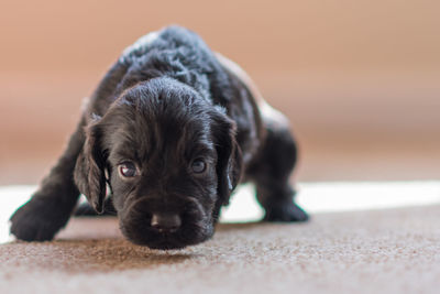 Close-up portrait of puppy