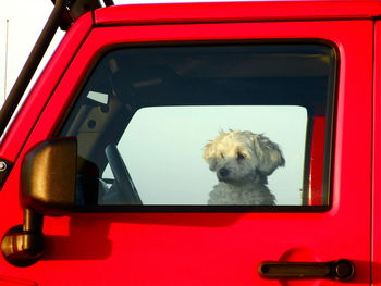 Dog looking through car window