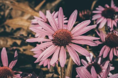 Close-up of purple coneflower blooming outdoors