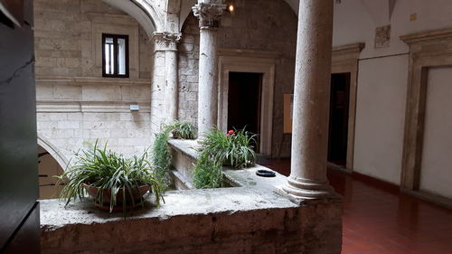 Potted plants on table against building