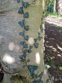 Close-up of moss growing on tree trunk
