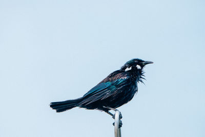 Low angle view of bird perching against clear sky