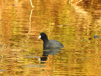 Duck swimming in lake