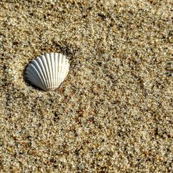 Close-up of seashell on beach