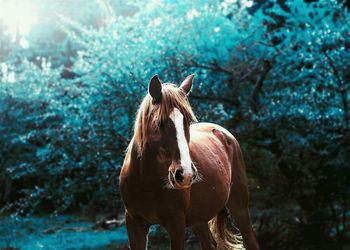 Horse standing on field