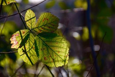 Close-up of leaves