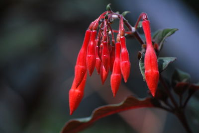 Close-up of red flowers blooming outdoors