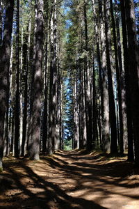 Path in the woods, sila national park, italy