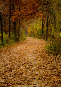 Dirt road passing through forest