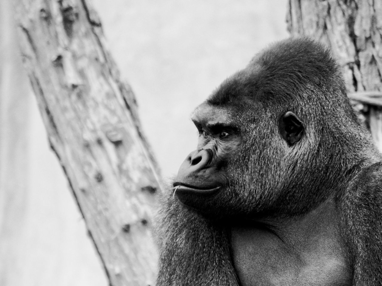 CLOSE-UP OF GORILLA LOOKING AWAY