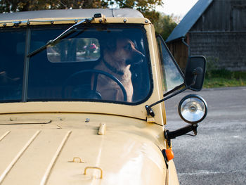 Close-up of dog in car