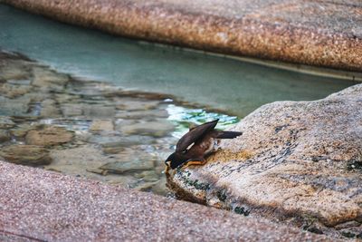 High angle view of duck in lake