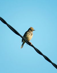 Low angle view of bird perching on branch against clear sky