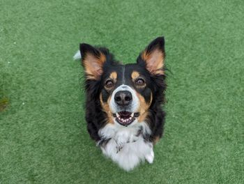 Close-up of dog on field