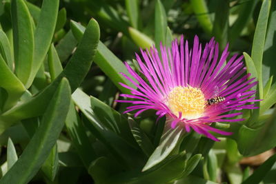 Close-up of pink flowering plant