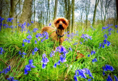 Portrait of dog on flowers