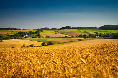 Scenic view of agricultural field against clear sky