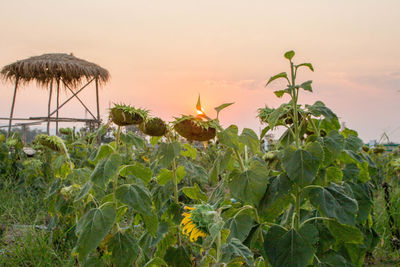 Sunflowers growing on field against sky during sunset