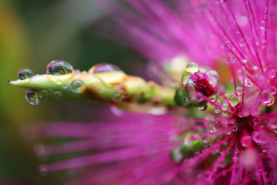 Close-up of pink flower