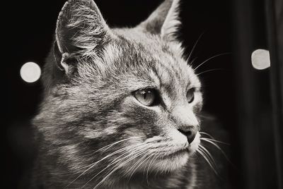 Close-up portrait of cat