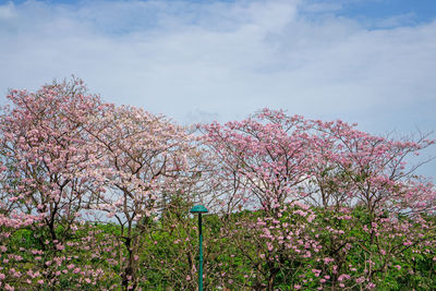 Cherry blossom tree against sky