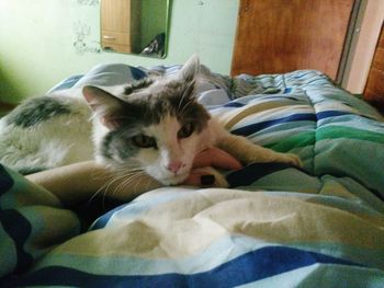 Close-up portrait of cat relaxing on bed at home