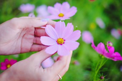 Close-up of hand holding pink flower